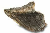 Fossil Woolly Mammoth Molar - Siberia #259993-1